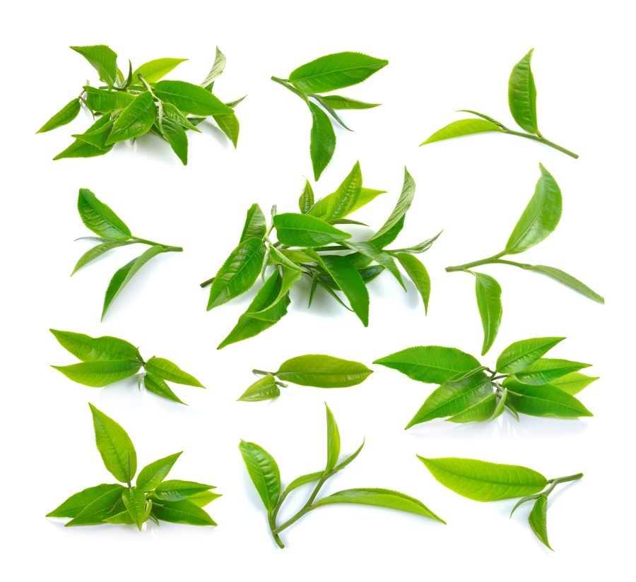 Green tea leaves