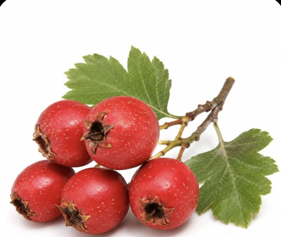 Hawthorn berries